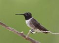 Hummingbird
