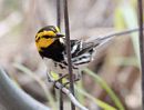 golden cheeked warbler