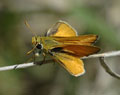 Orange Skipperling