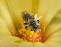 bee in cactus flower