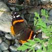 Red Admiral butterfly