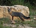 fox