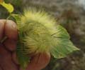 caterpillar