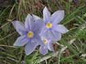 wildflower