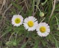 daisies