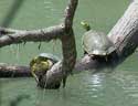 turtles on log