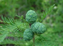cypress cones