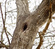 bee hole in tree