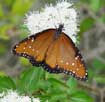 Queen butterfly