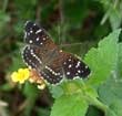 Texan Crescent butterfly