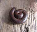 millipede