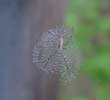 spider in web