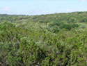Hill Country vista
