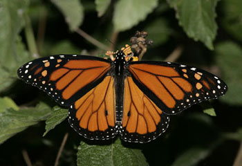 monarch butterfly