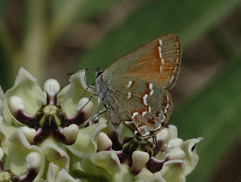 juniper hairstreak