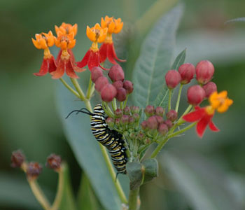 monarch caterpillar