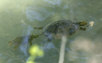 baby turtle with mother