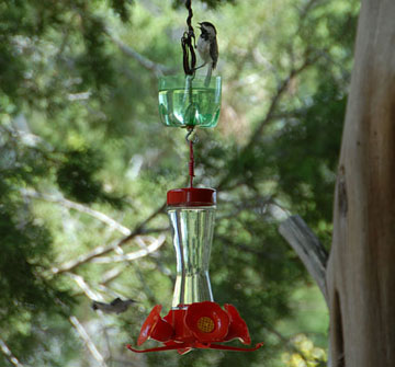 hummingbird feeder with ant guard