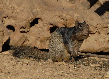 rock squirrel