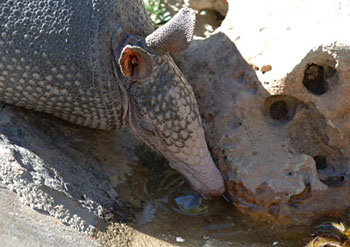 armadillo drinking