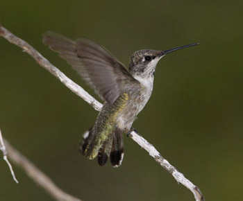 Black-chinned hummingbird