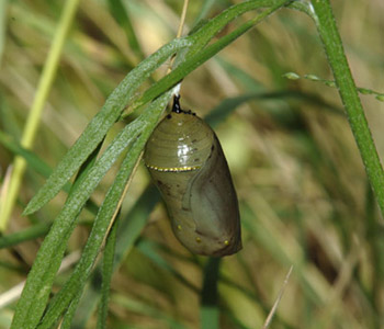 Monarch chrysalis