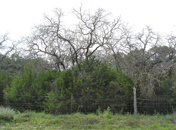 Oak Wilt damage