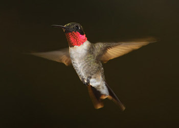 Ruby-throated hummingbird