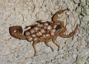 scorpion with young