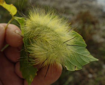 Dagger Moth larva