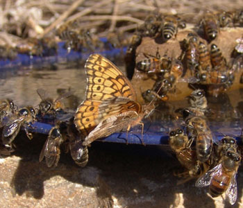 bees feeding