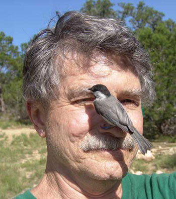 black-capped chickadee