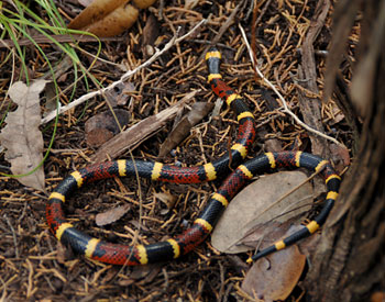 coral snake