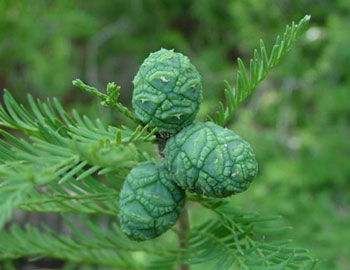 cypress cones