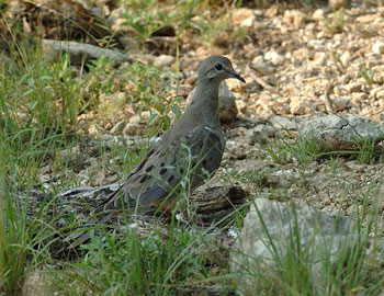 mourning dove