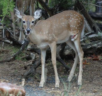 injured fawn