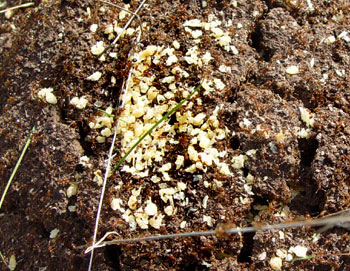 treated fire ant mound