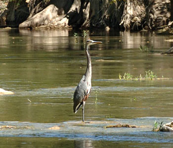 great blue heron