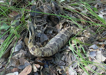 hognose snake after a meal