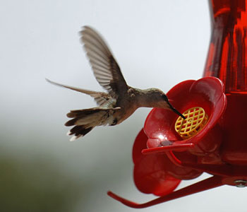 feeding hummingbird