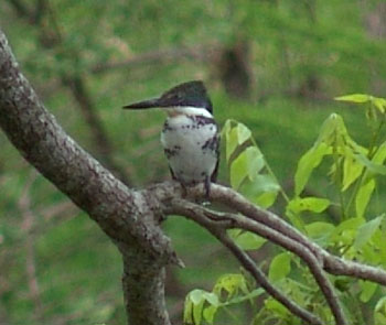 kingfisher