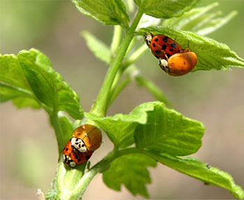 ladybugs mating