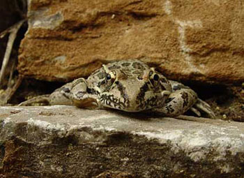 Leopard frog