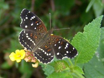 Texan Crescent