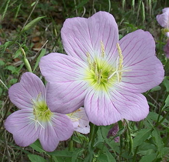 pink primrose