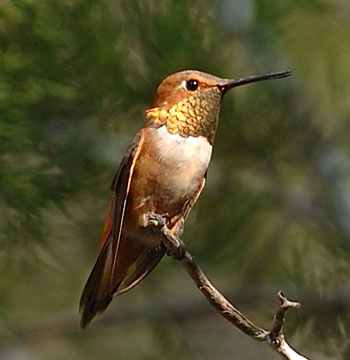 rufous hummingbird