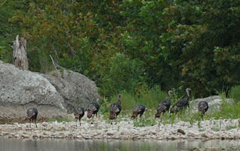 turkeys at river